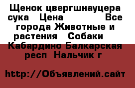 Щенок цвергшнауцера сука › Цена ­ 25 000 - Все города Животные и растения » Собаки   . Кабардино-Балкарская респ.,Нальчик г.